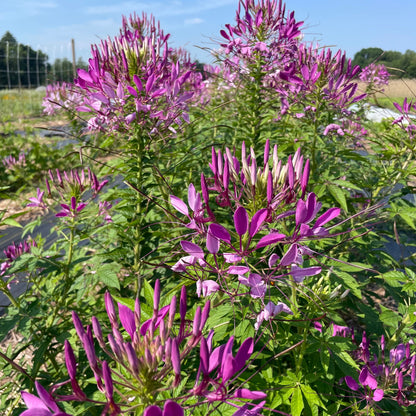 Mauve Queen Cleome Seedlings