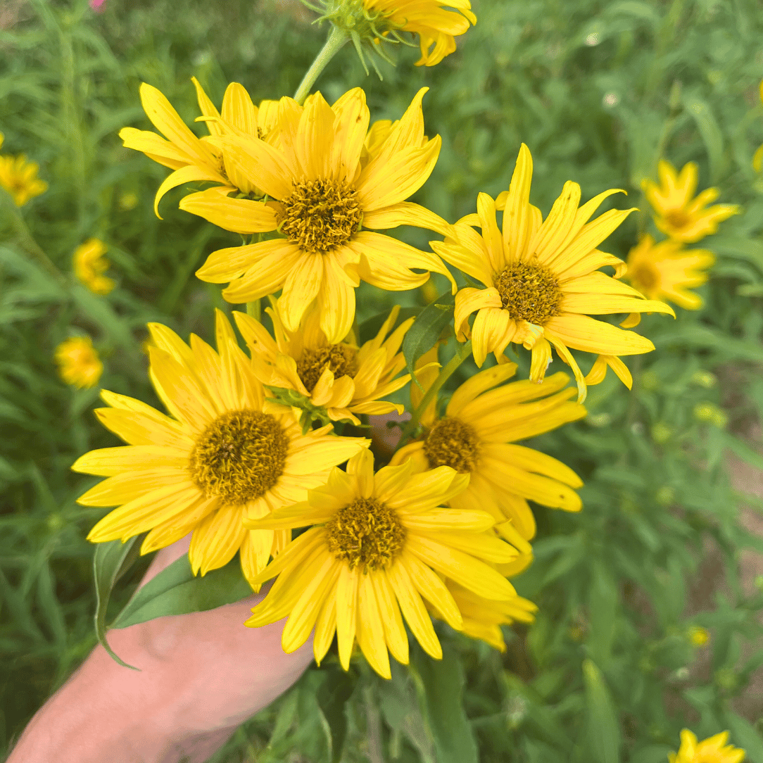 Maximillian Sunflower