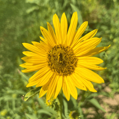 Maximillian Sunflower