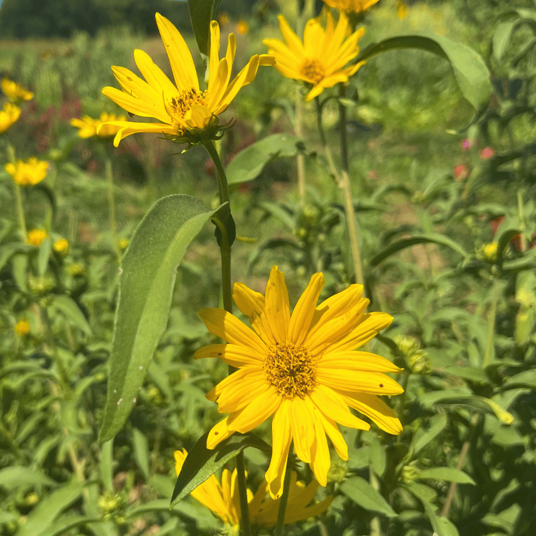 Maximillian Sunflower