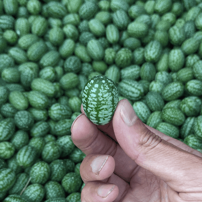 planting gherkin seeds Mexican Sour Gherkin Hudson Valley Art Pack Seeds