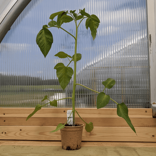 Mikado Tomato Seedlings