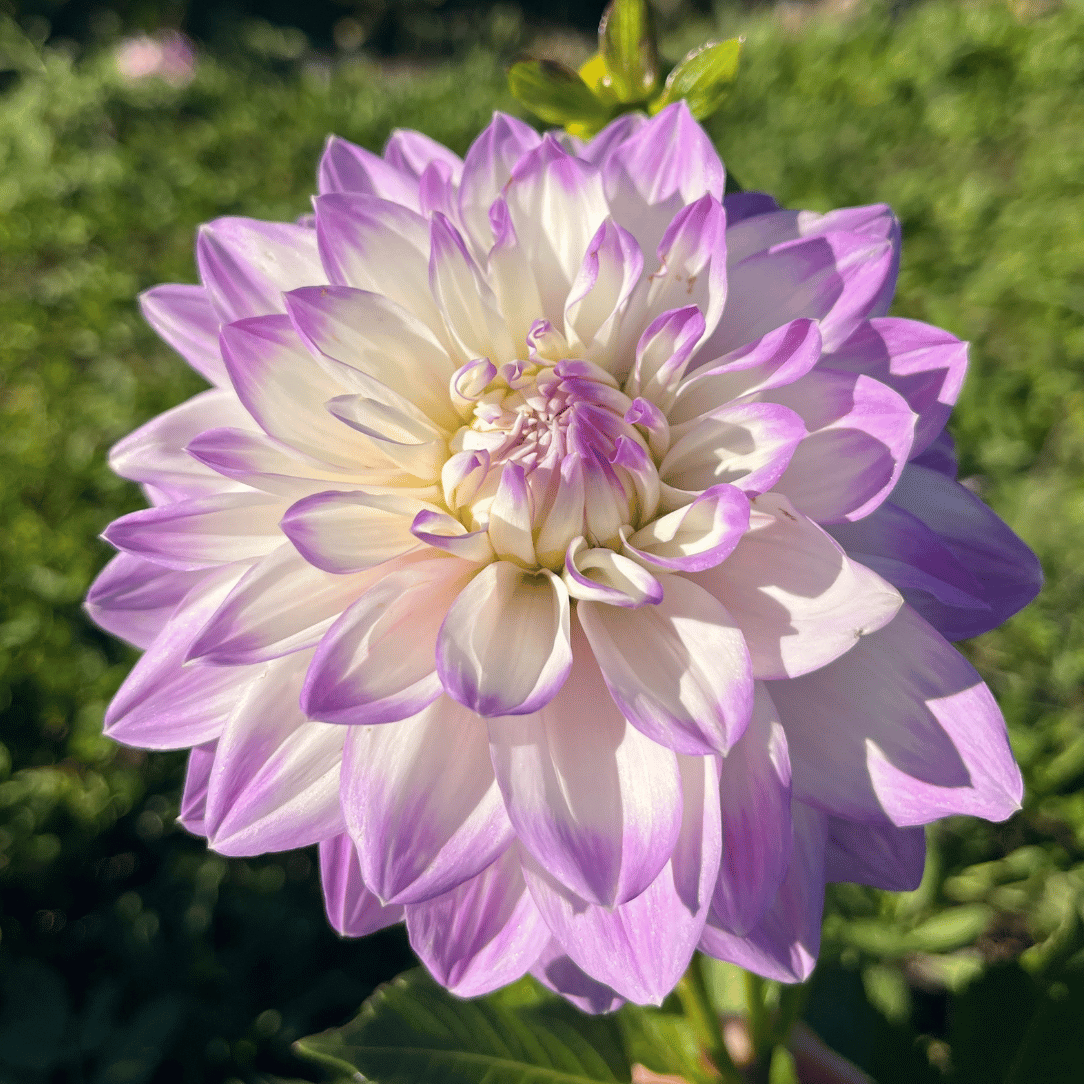 Mikayla Miranda Dahlia Tuber