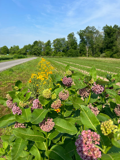 Milkweed