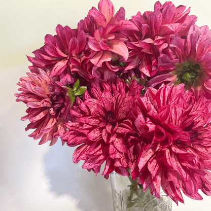 Mingus Toni Dahlia Tuber