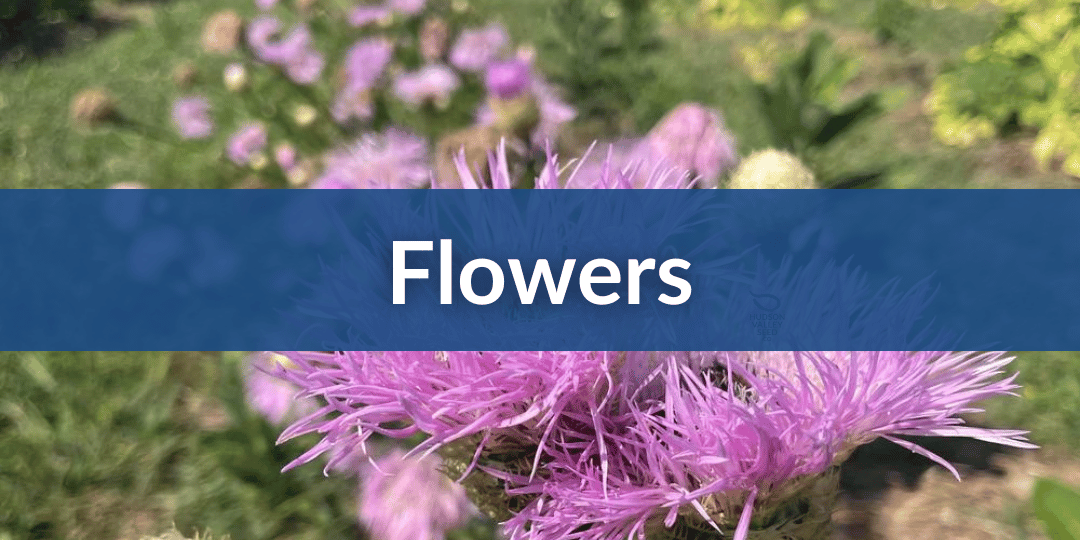 Mobile - Flowers.png__PID:54a09343-bb66-4e92-a580-a8dcf9f3b23c