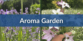 Mobile Aroma Garden (1) (1) (1).png__PID:9734f3f6-499f-4e83-8e9e-e5f41dfc4fce