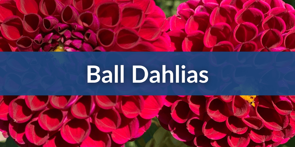 Mobile Ball Dahlias.png__PID:ac6e8149-16c6-46e5-ba1e-341a6e18948f