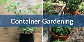 Mobile Container Gardening (1).png__PID:af4aa1ba-903b-4651-add7-bb4637b3fc53