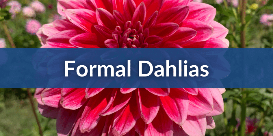 Mobile Formal Dahlias.png__PID:460314c5-773d-4ae2-8c99-e39ccf1565ab