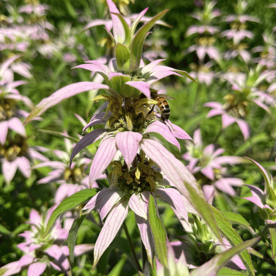 Spotted Bee Balm - PollinateHV Local Ecotype