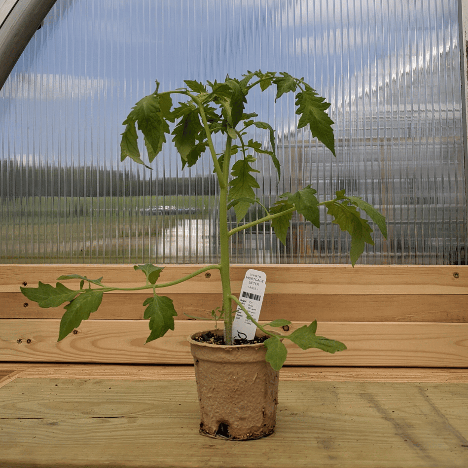 Mortgage Lifter Tomato Seedlings