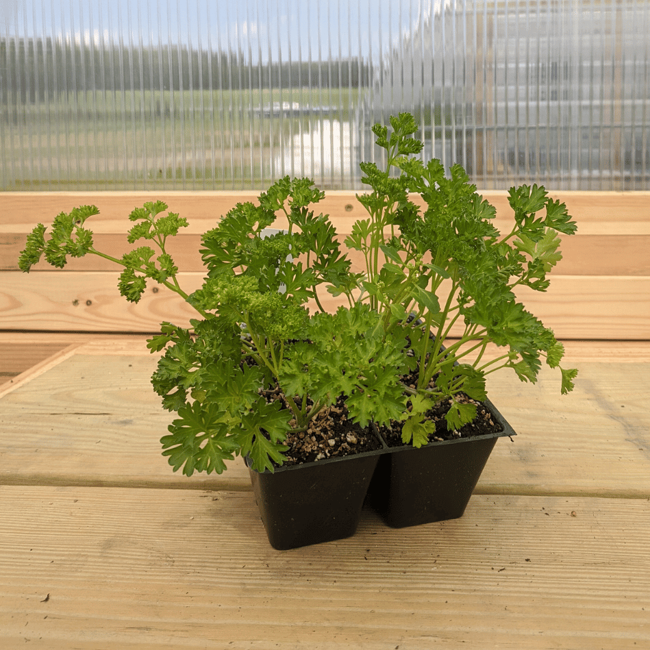 Moss Curled Parsley Seedlings