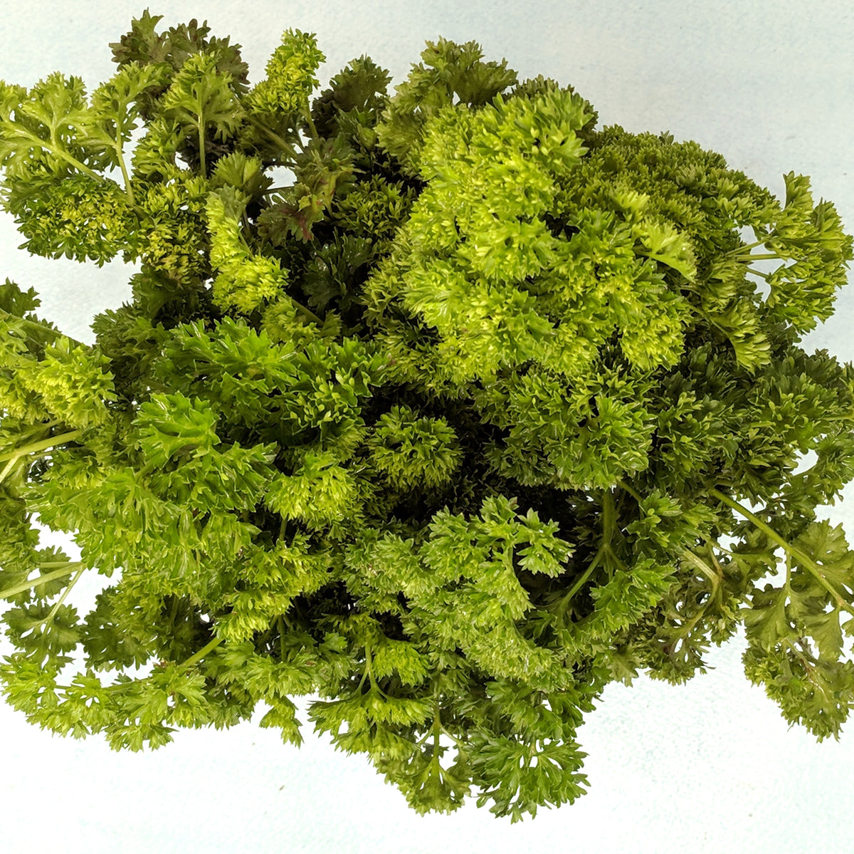 Moss Curled Parsley Seedlings