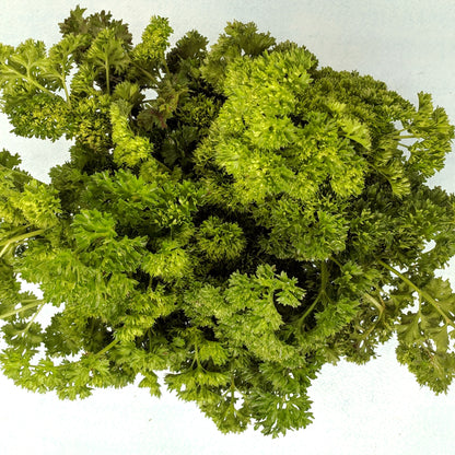 Moss Curled Parsley Seedlings