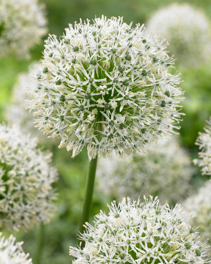 Allium stipitatum &