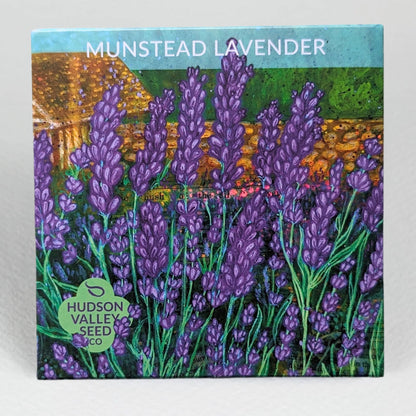 Munstead Lavender