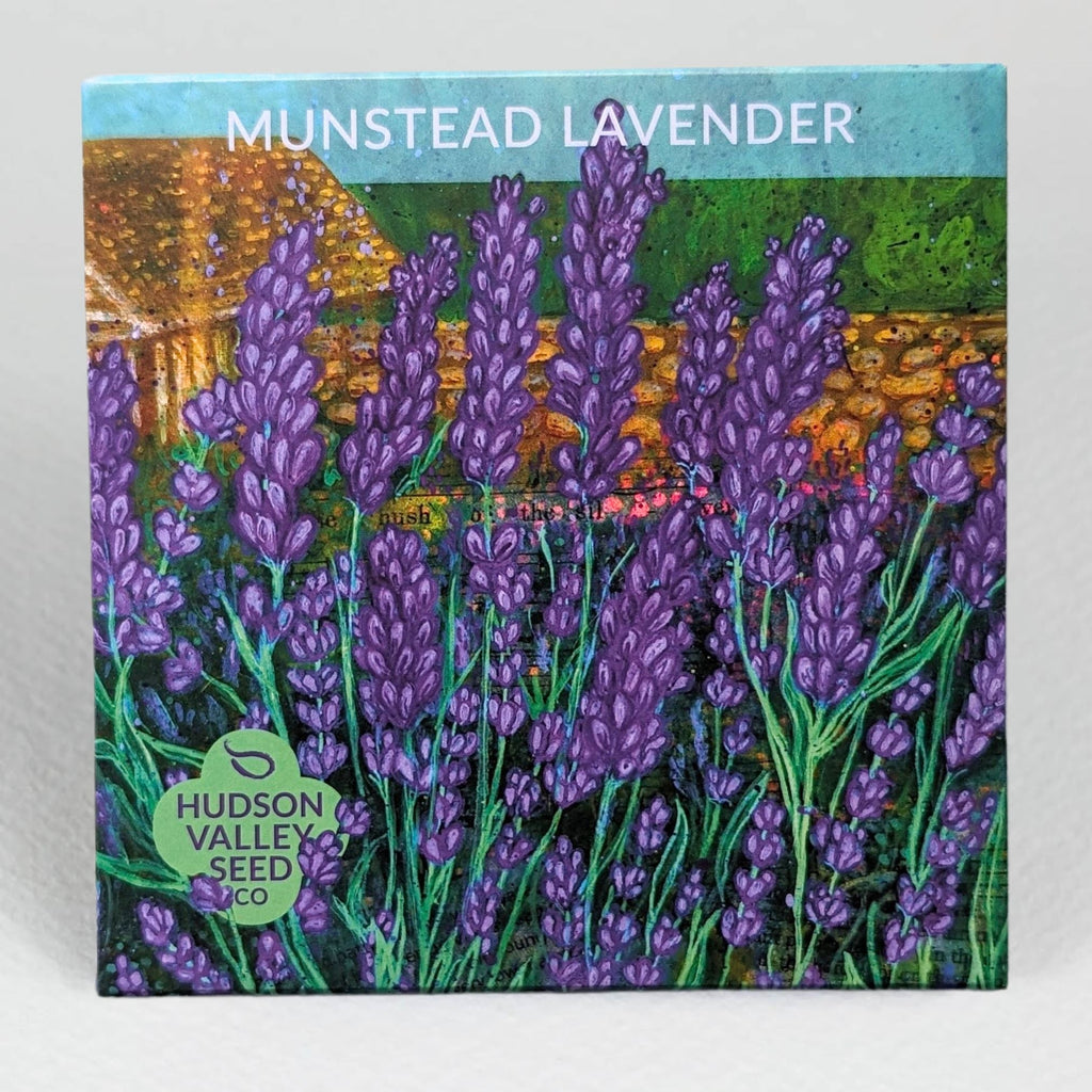 Munstead Lavender Seedling – Hudson Valley Seed Company