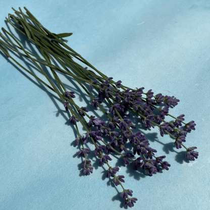 munstead lavender plants for sale Munstead Lavender Seeds Art Pack