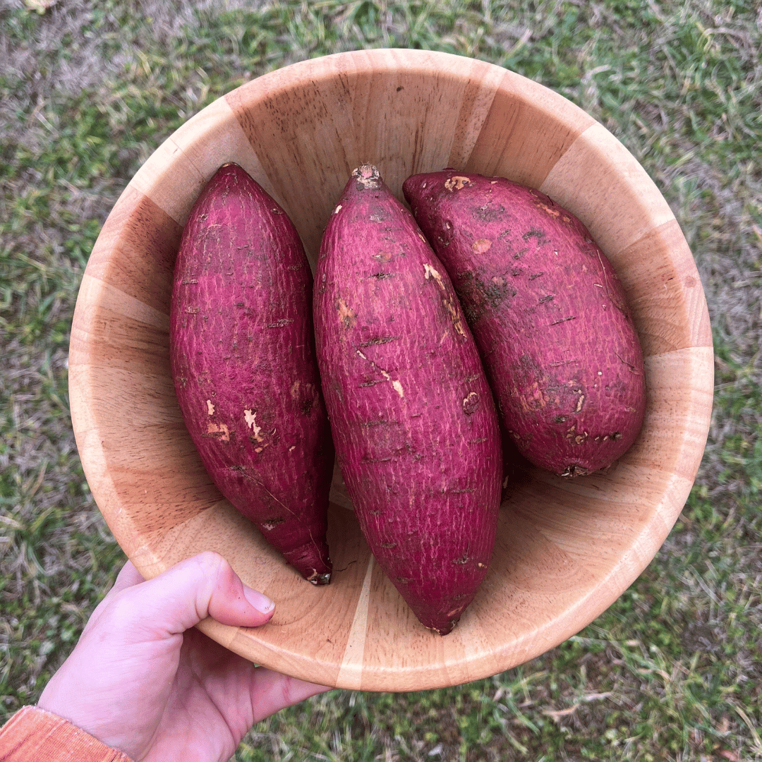 Murasaki Sweet Potato Slips