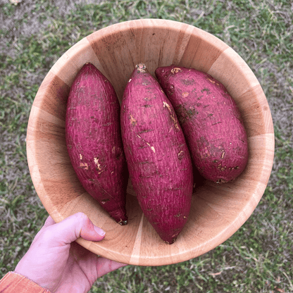 Murasaki Sweet Potato Slips