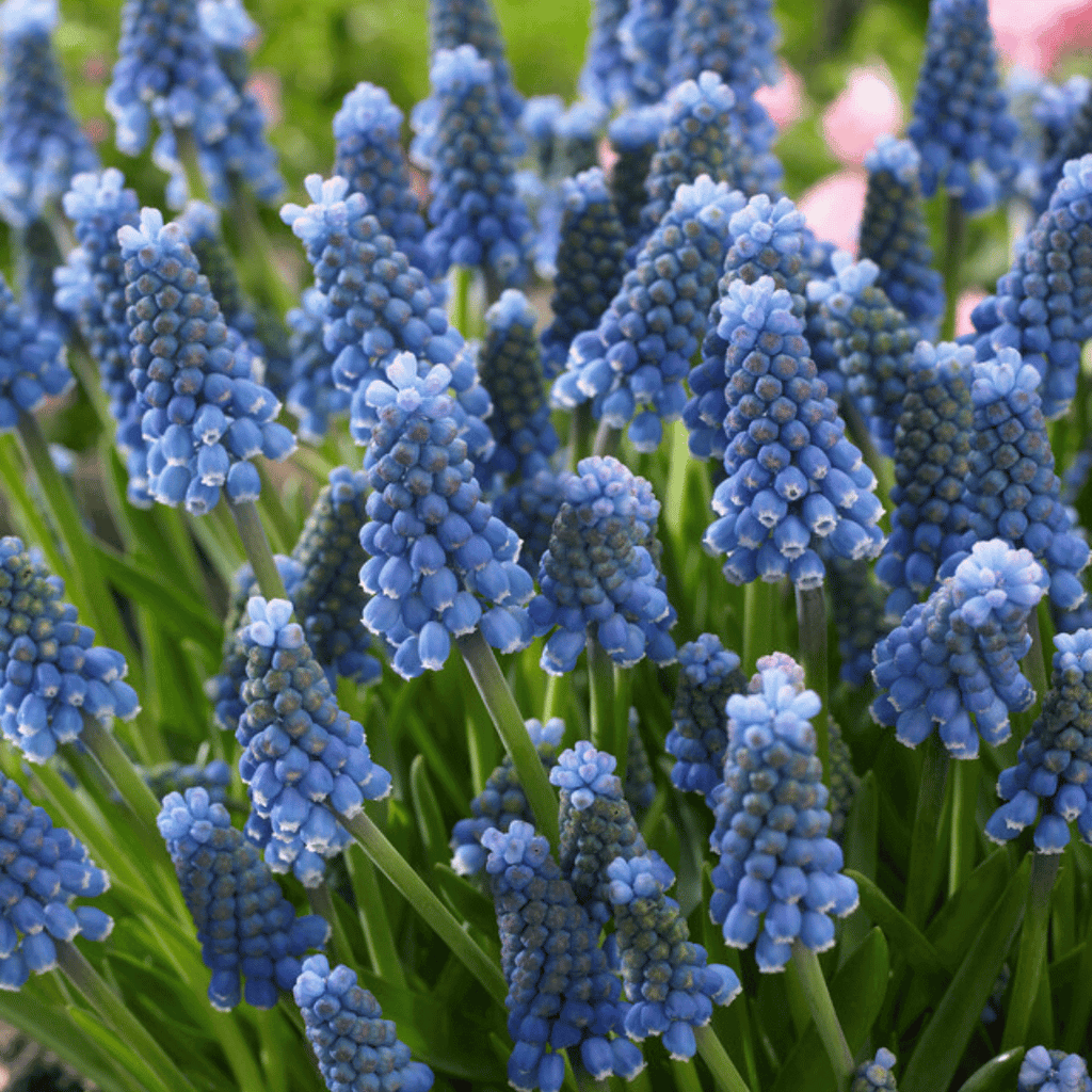 Muscari aucheri 