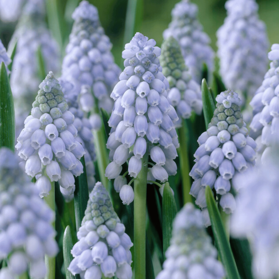 Muscari neglectum &