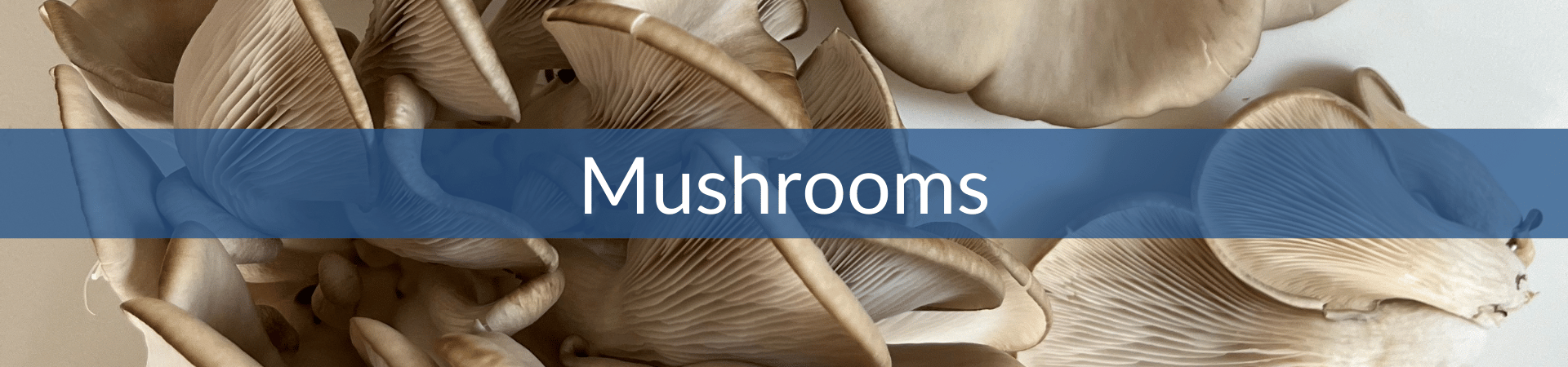 Mushrooms (1).png__PID:74a143e9-9204-4168-b2b8-f1c465972fbc