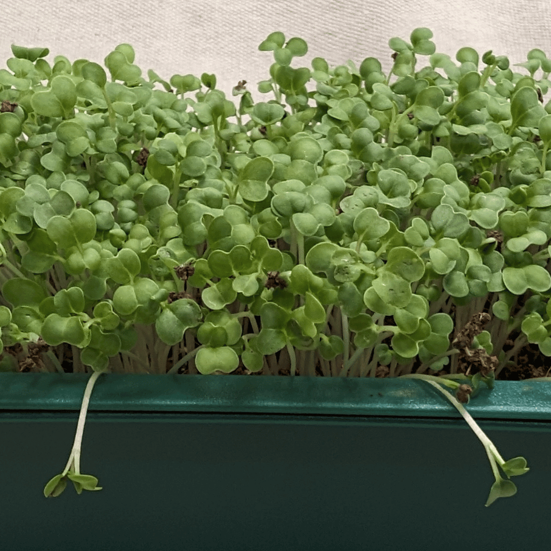 Organic Microgreens: Mustard