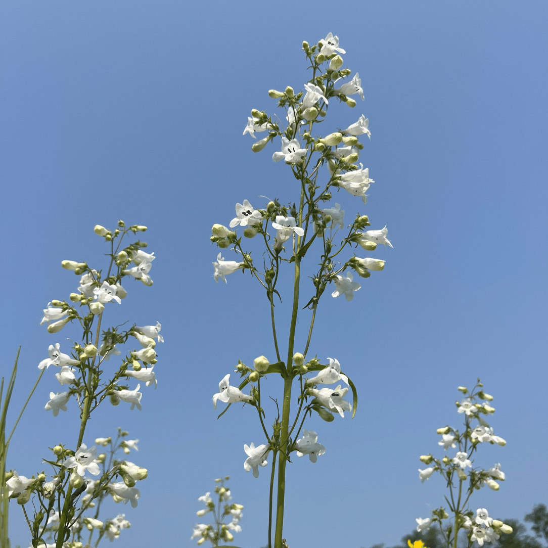 Northeast Native Wildflower Mix Seed Shaker – Hudson Valley Seed Company