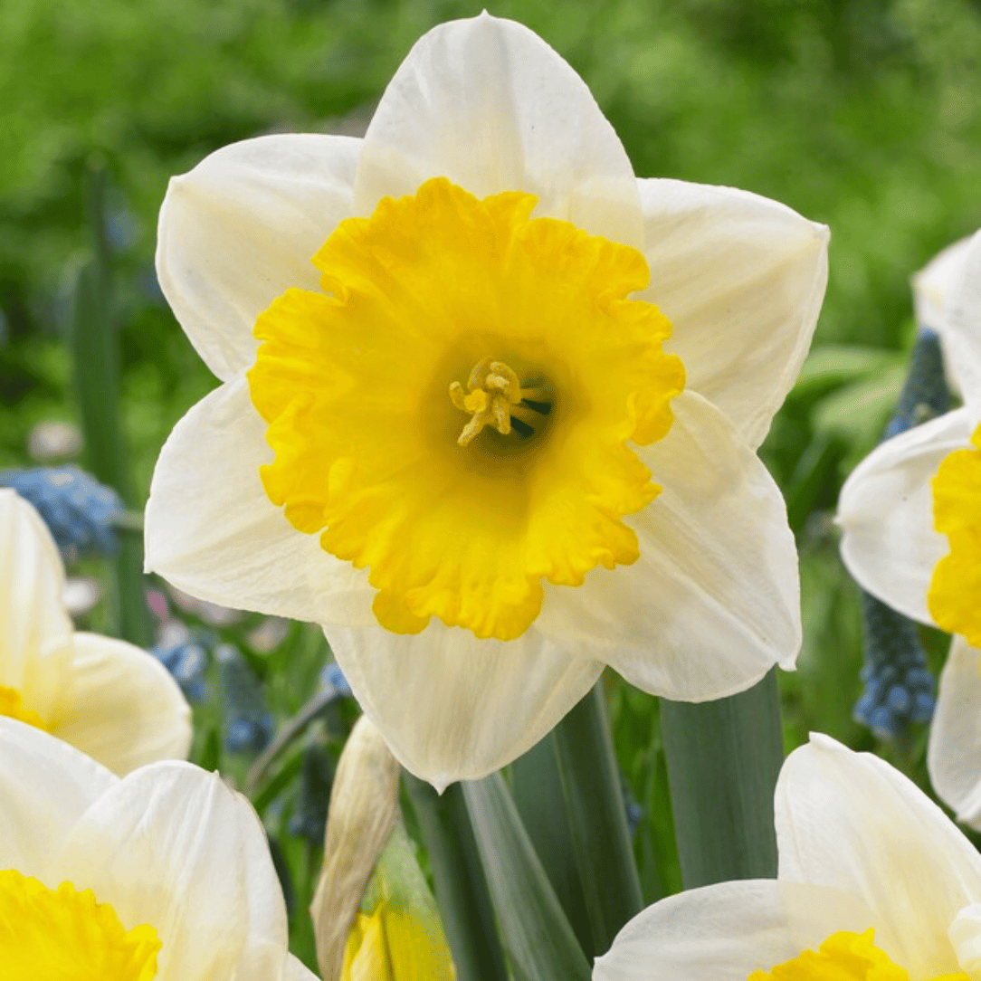 Narcissus &