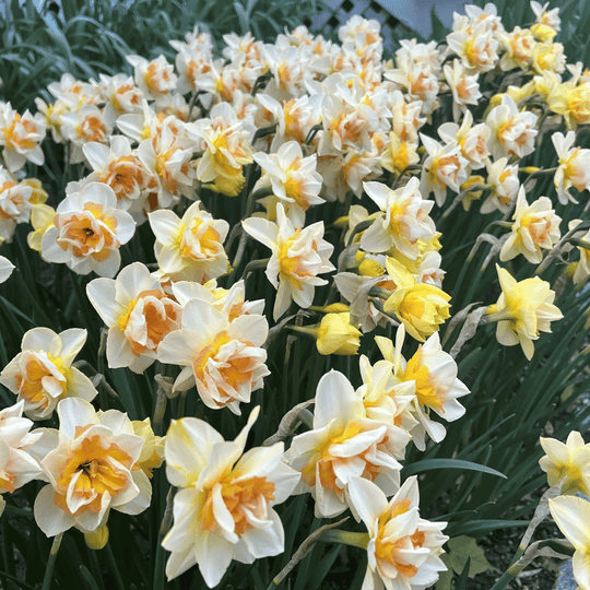 Narcissus 'Sweet Ocean'