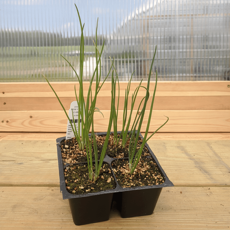 New York Early Onion Seedlings