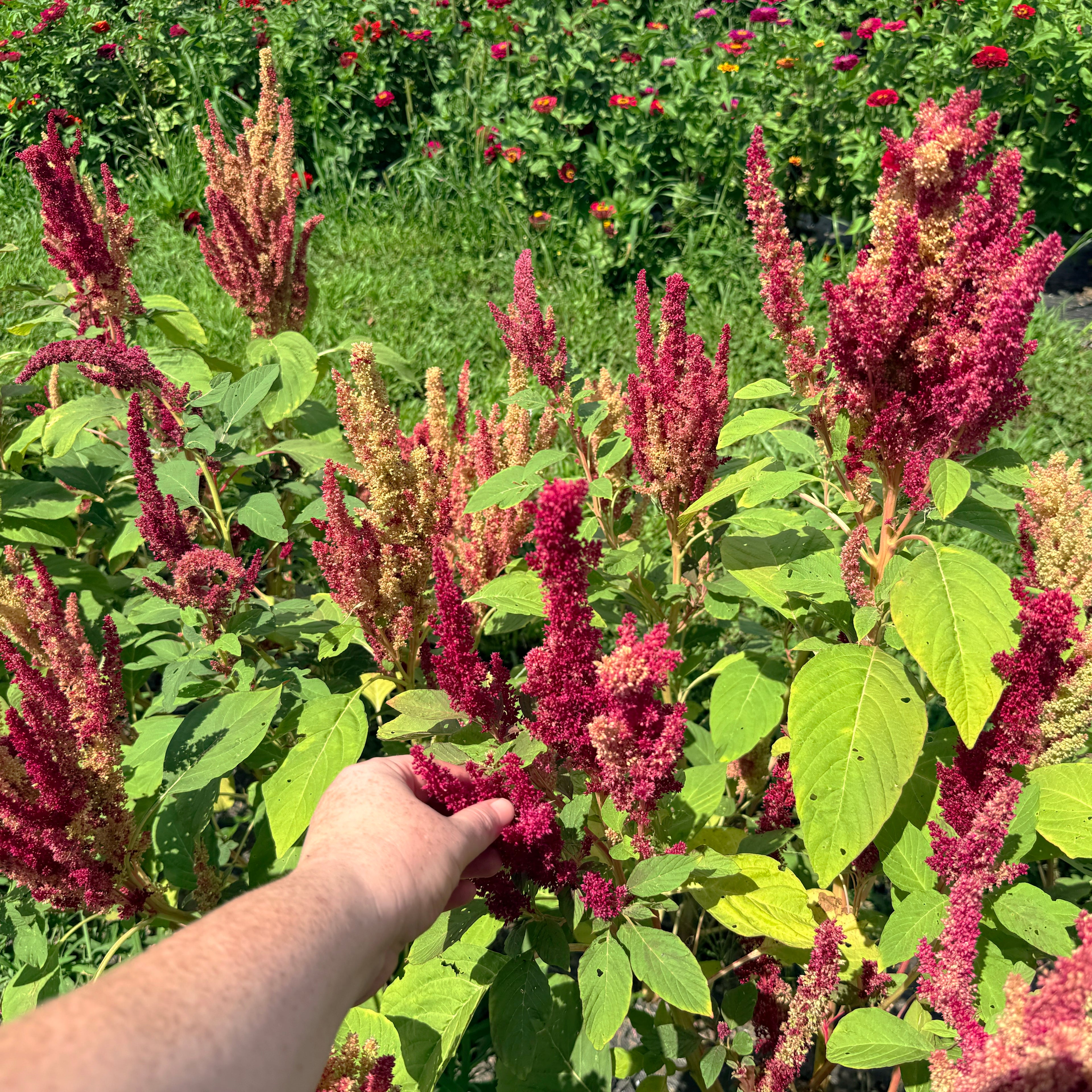 New Mexico Amaranth