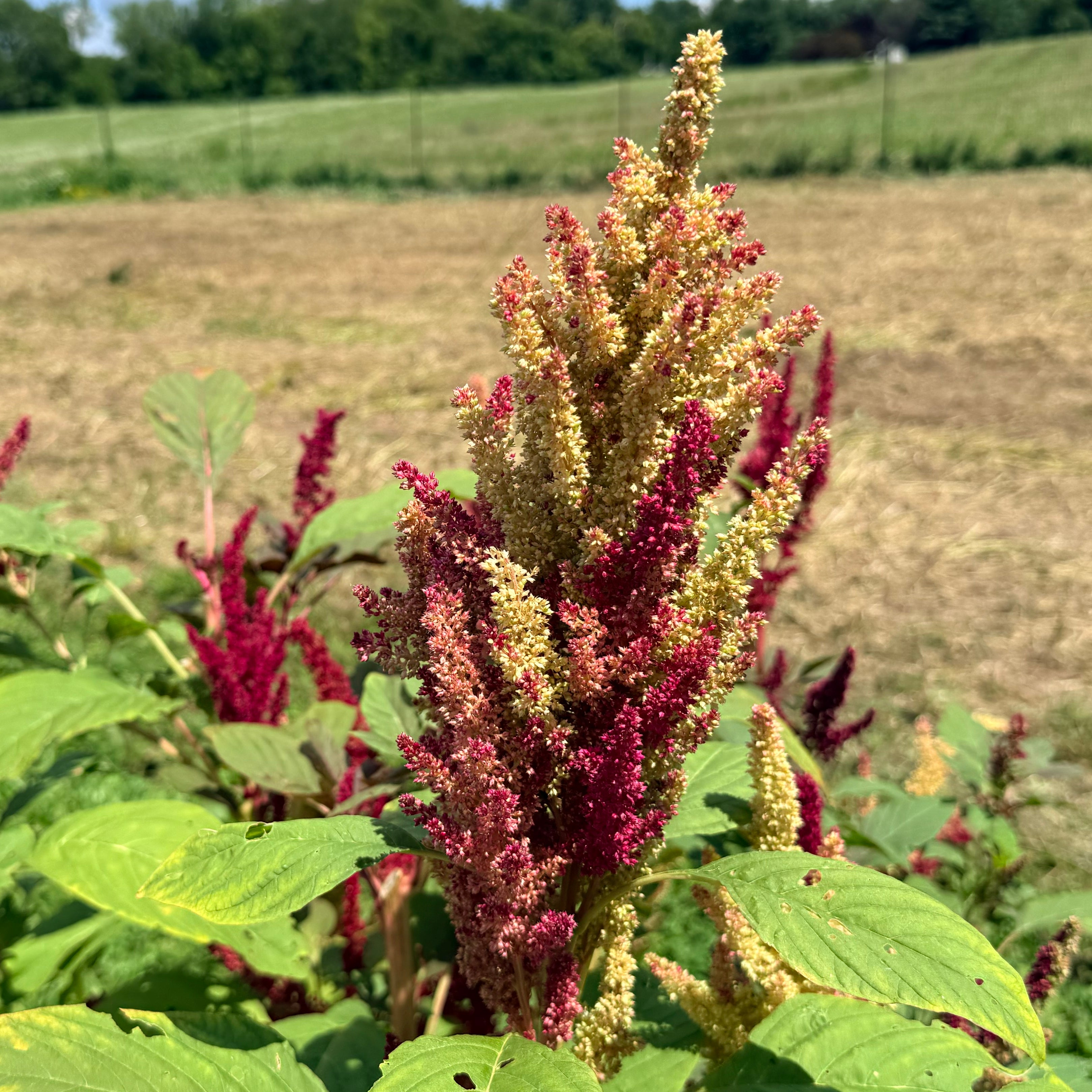 New Mexico Amaranth