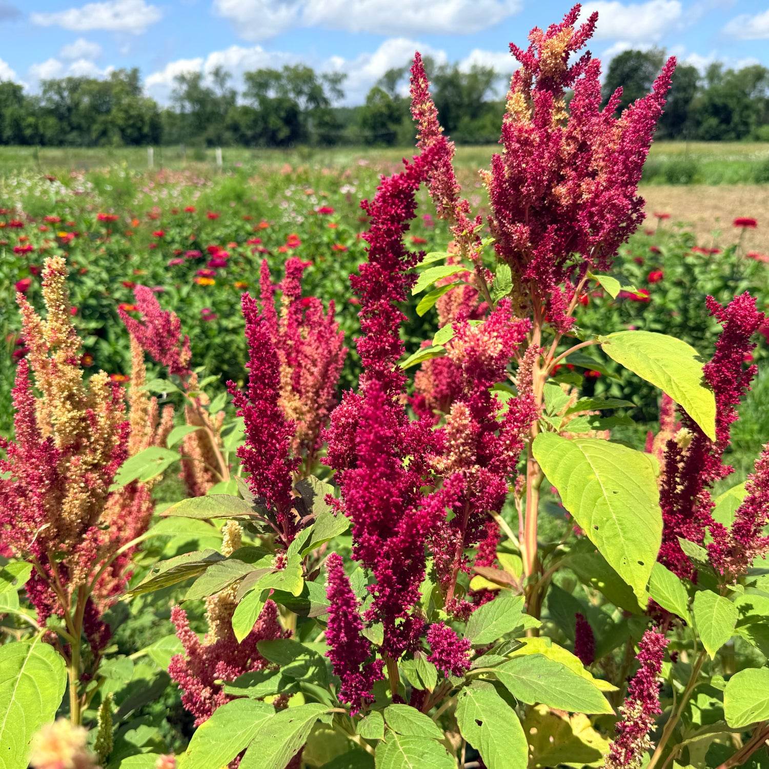 New Mexico Amaranth