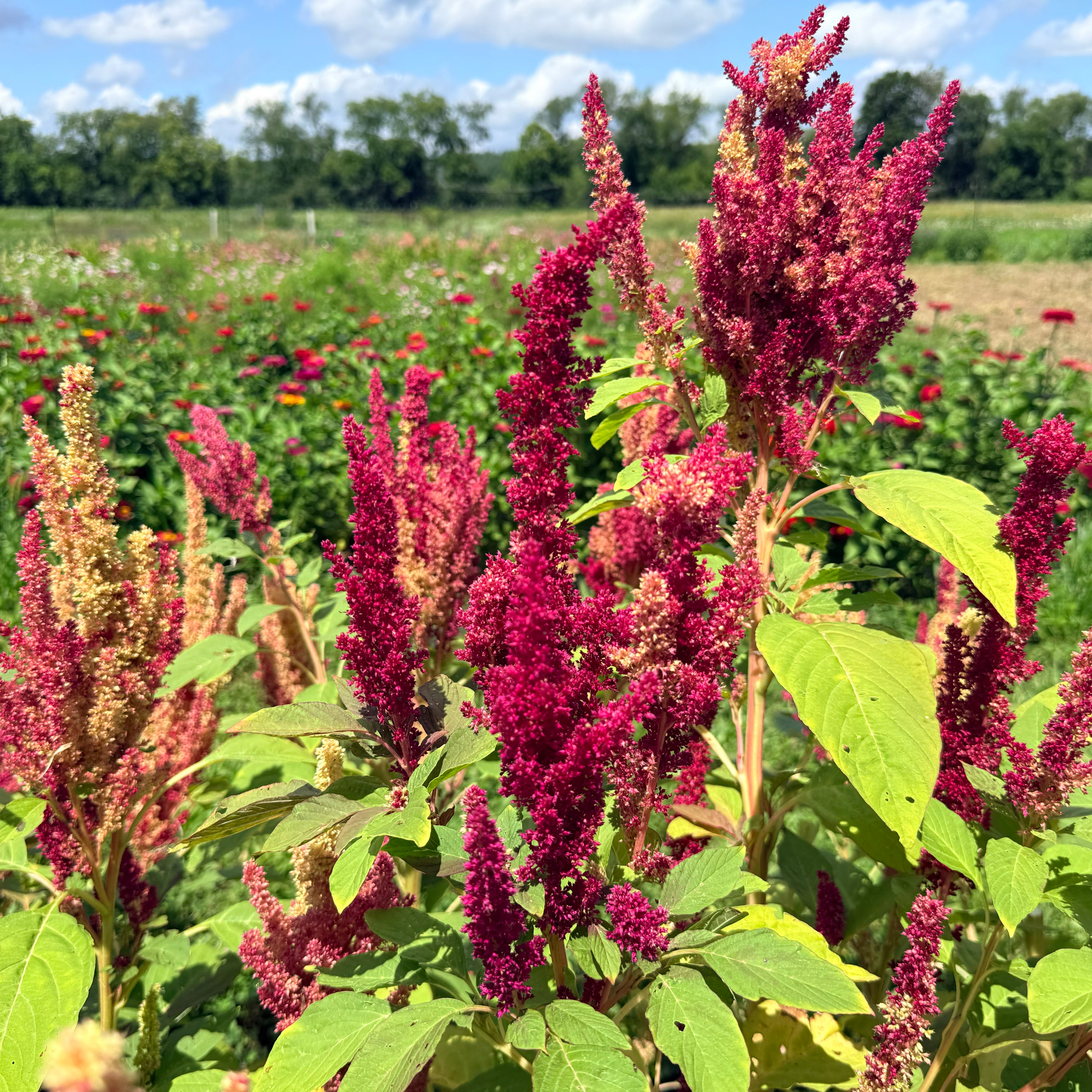 New Mexico Amaranth