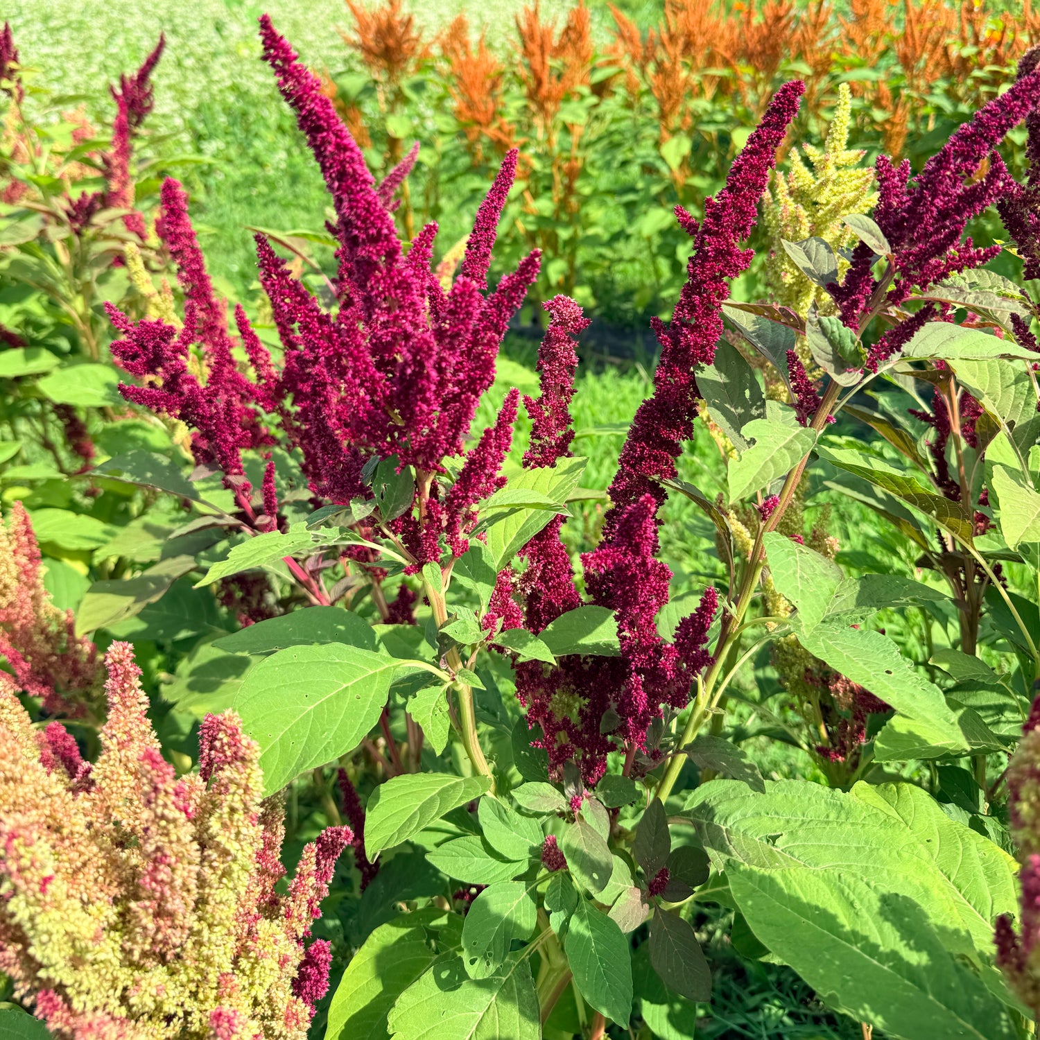 New Mexico Amaranth