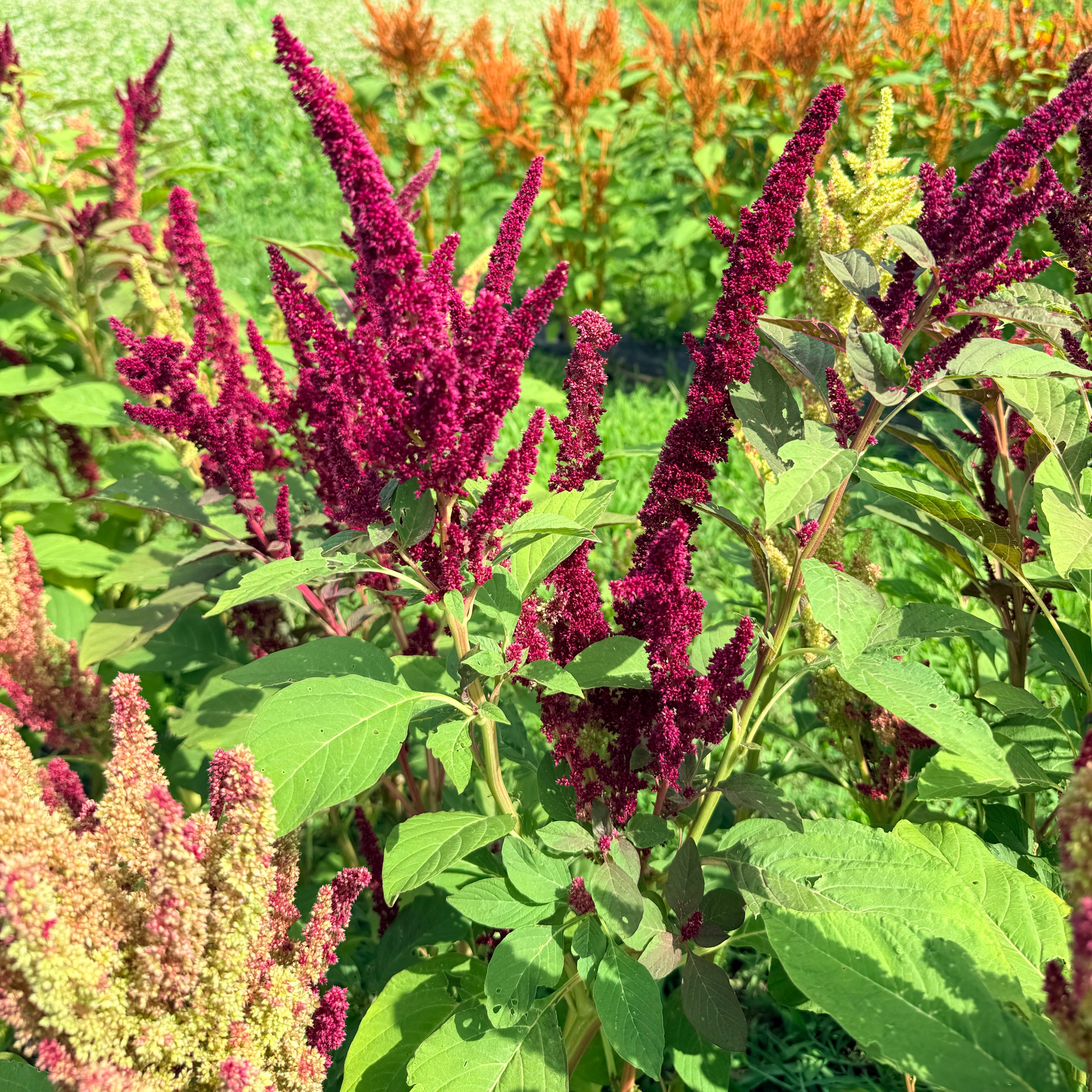 New Mexico Amaranth