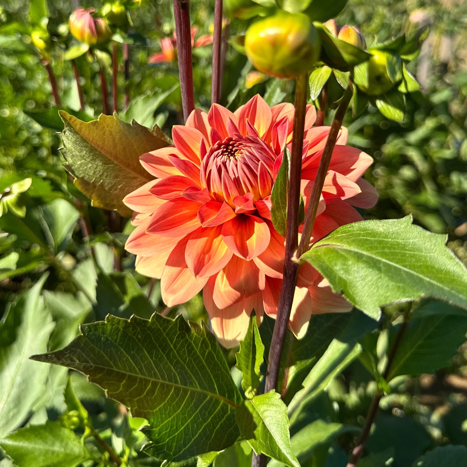 dahlia succulent Nicholas Dahlia Tuber