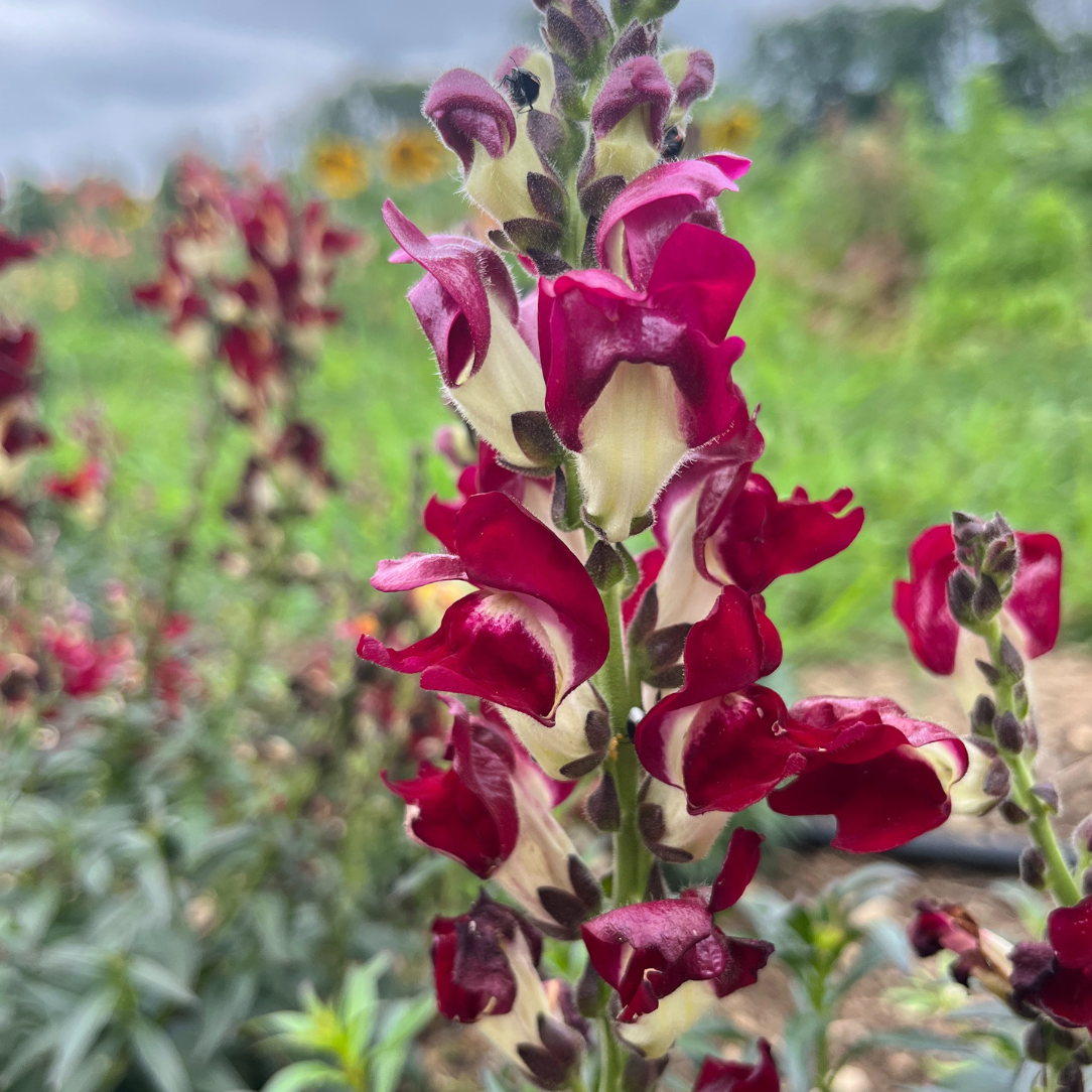 Night & Day Snapdragon