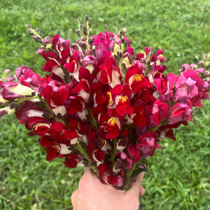 Night &amp; Day Snapdragon