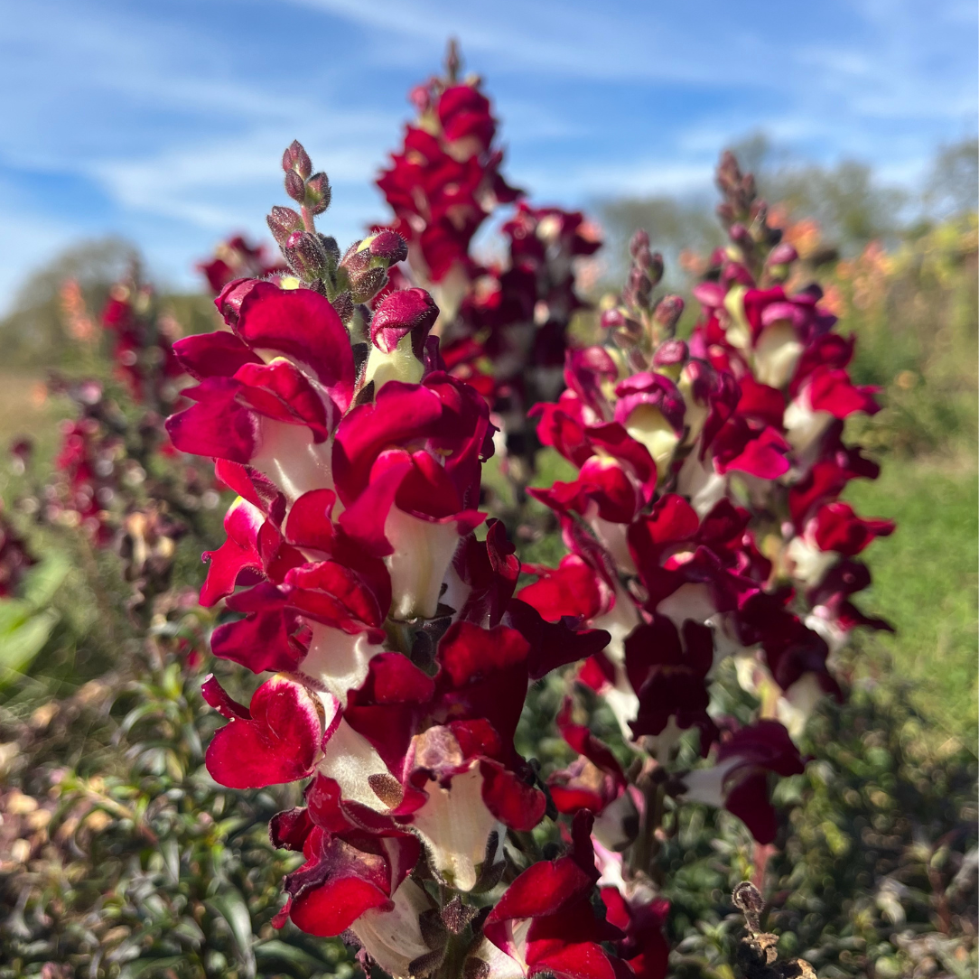 plant seeds at night Night & Day Snapdragon 250 Seeds / Organic