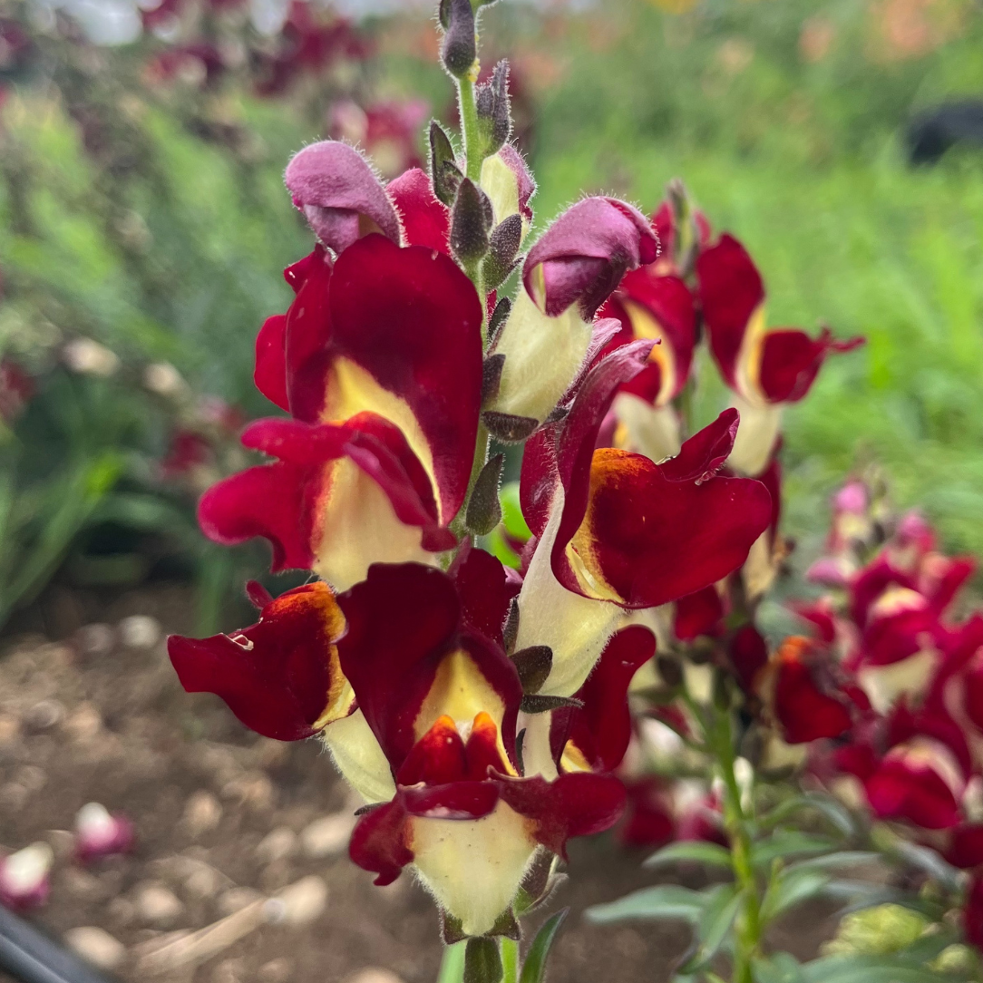 Night & Day Snapdragon