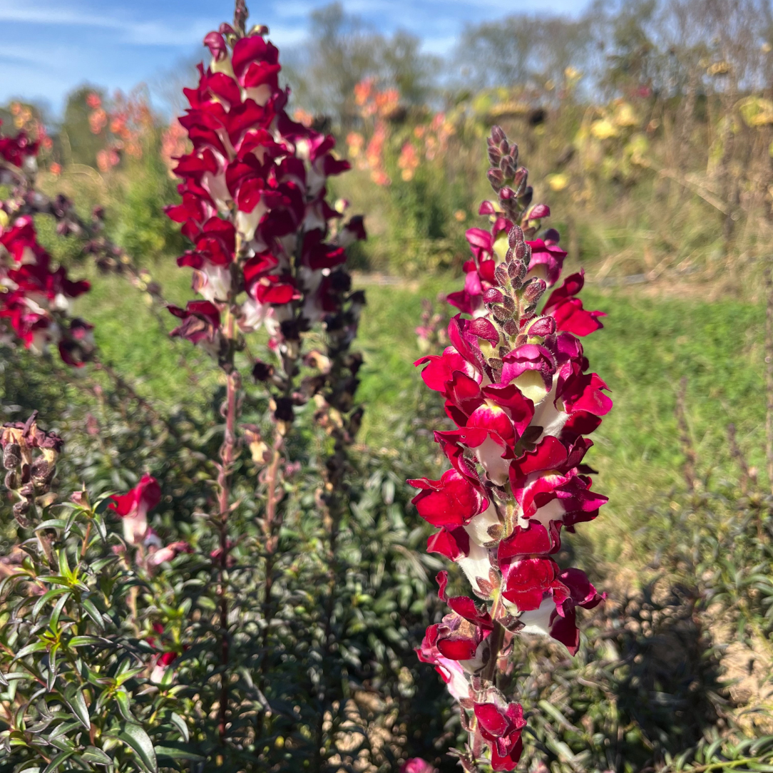 Night & Day Snapdragon