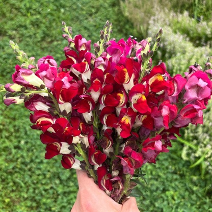 wild garden seed frank morton Night & Day Snapdragon 250 Seeds / Organic