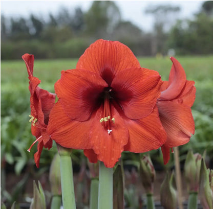 Potted Amaryllis &