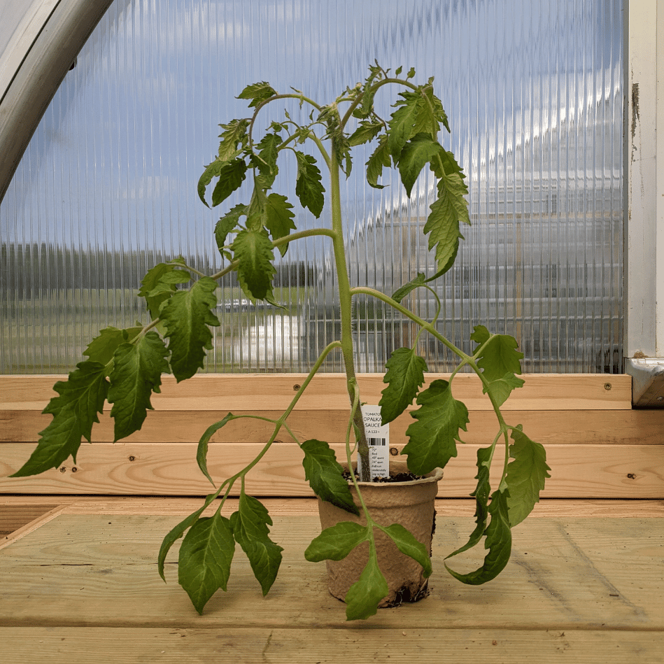 Opalka Tomato Seedlings