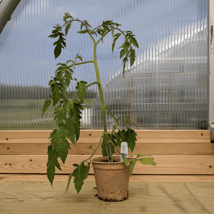 Orange Banana Plum Tomato Seedlings