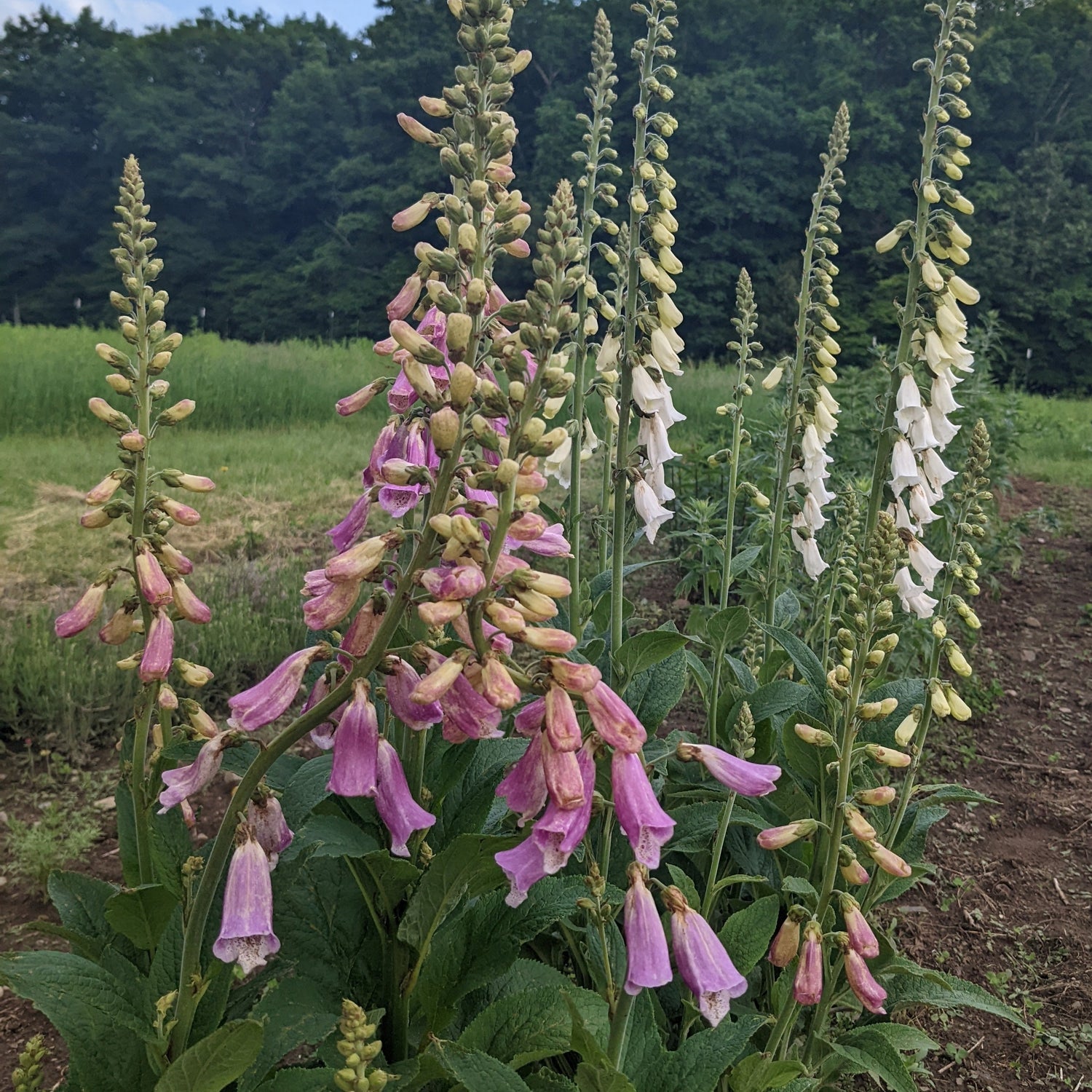 Foxglove Mix